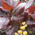 Berberis koreana 'Harvest Fire'